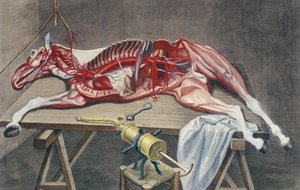 馬の解剖、フィベールエティエンヌラフォス（1738〜1820年）による「クールドゥヒッピアトリケou Traiteコンプリートデラメデシンデシェヴォー」（1772〜1820年）、ヒューバート作、1772年 作： Harguinier